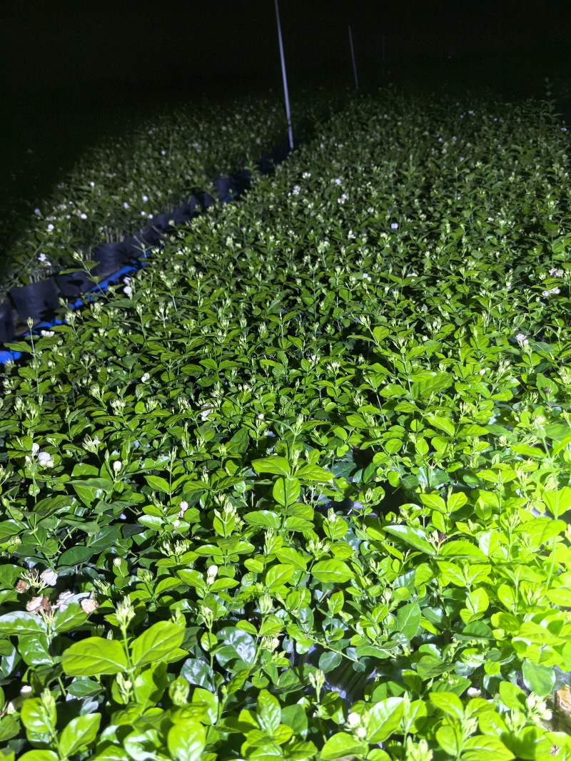 广西横县重瓣茉莉花苗种植场，基地直供，盆苗、窝苗