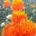 滇红花6号草红花种子花朵大无刺花丝长耐瘠产量高药材籽