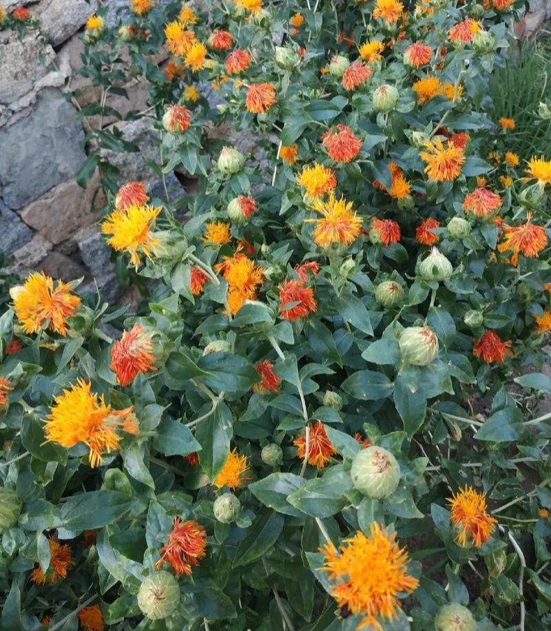 滇红花6号草红花种子花朵大无刺花丝长耐瘠产量高药材籽