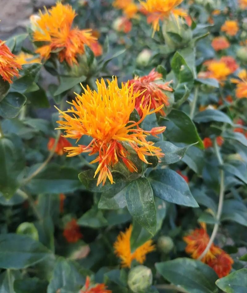 滇红花6号草红花种子花朵大无刺花丝长耐瘠产量高药材籽