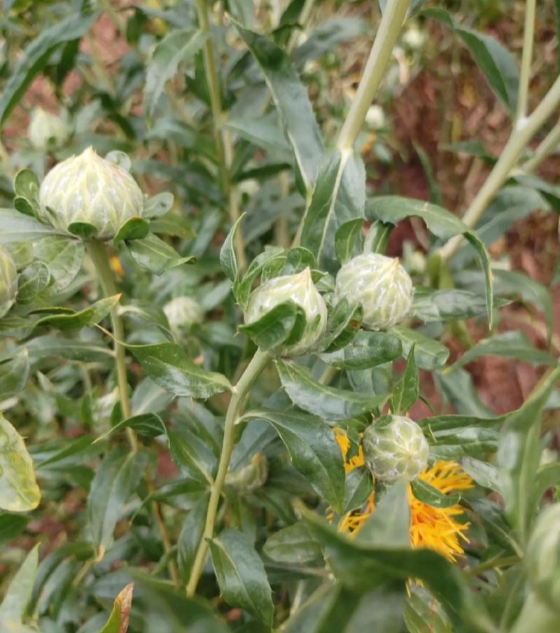 滇红花6号草红花种子花朵大无刺花丝长耐瘠产量高药材籽