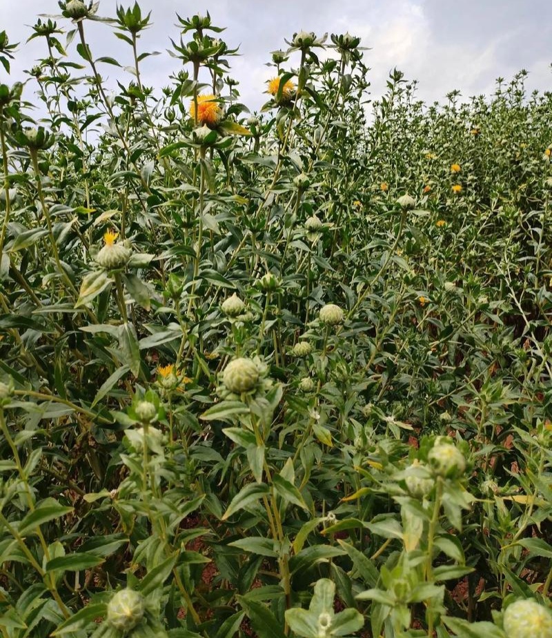 滇红花6号草红花种子花朵大无刺花丝长耐瘠产量高药材籽