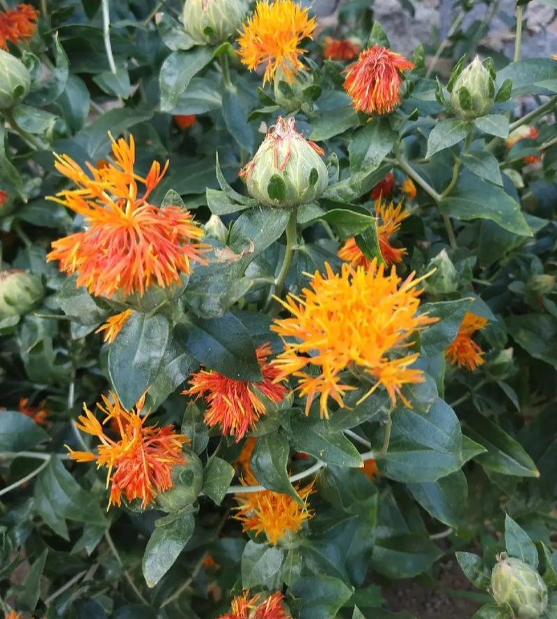 滇红花6号草红花种子花朵大无刺花丝长耐瘠产量高药材籽