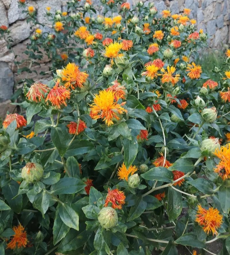 滇红花6号草红花种子花朵大无刺花丝长耐瘠产量高药材籽