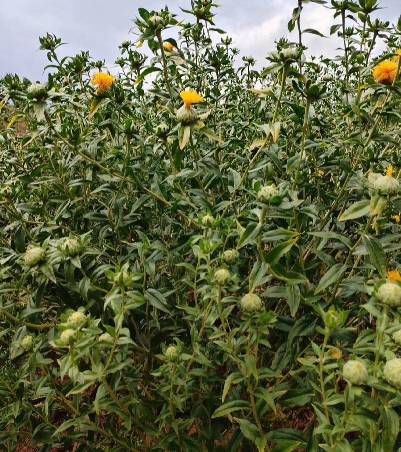 滇红花6号草红花种子花朵大无刺花丝长耐瘠产量高药材籽
