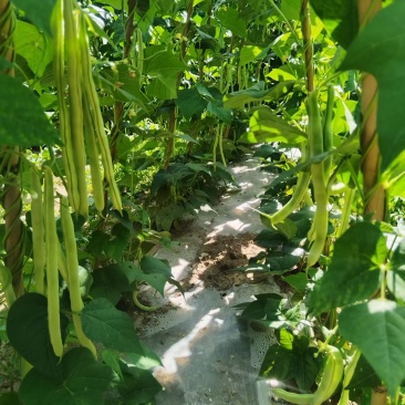 西北高原露天旱地种植优质白芸豆