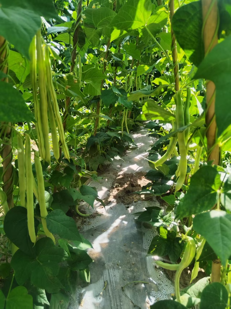 西北高原露天旱地种植优质白芸豆