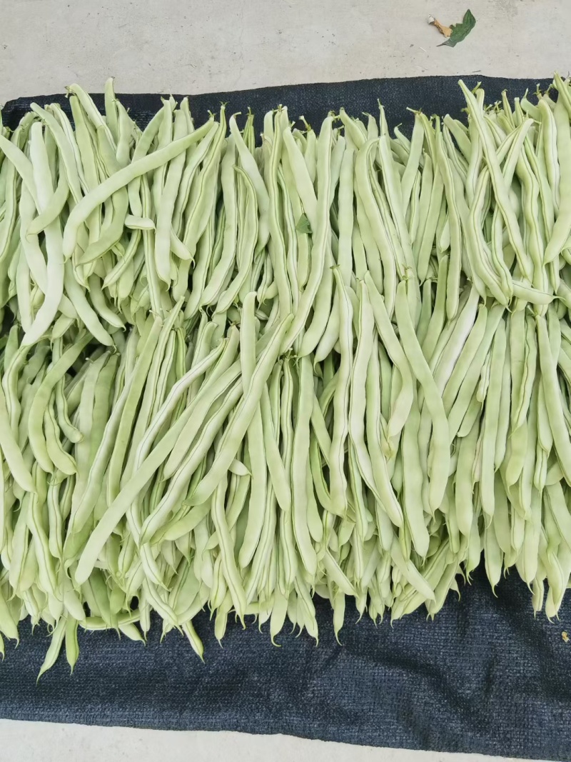 西北高原露天旱地种植优质白芸豆