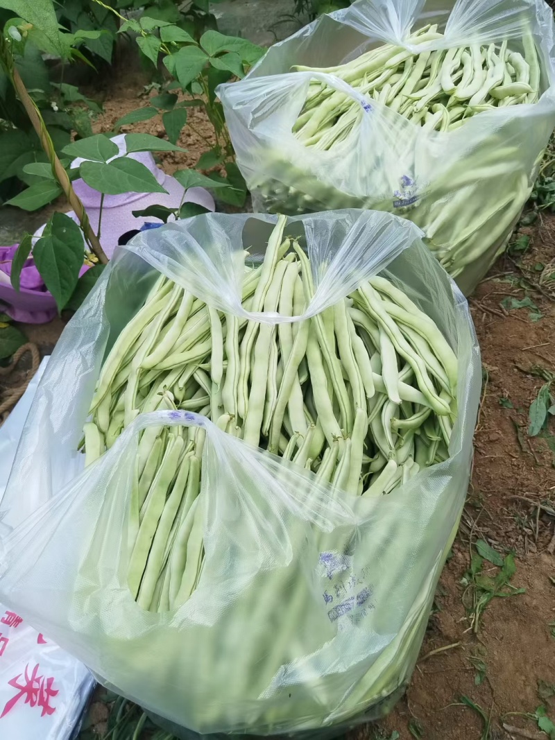 西北高原露天旱地种植优质白芸豆