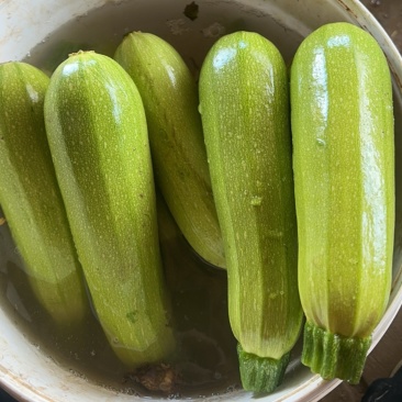 高原夏菜西葫芦