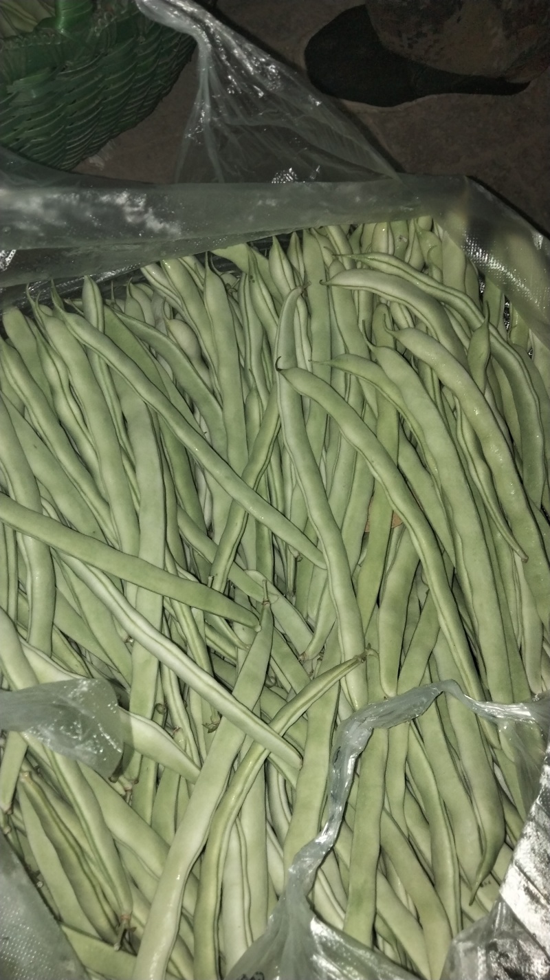 西北高原露天旱地种植优质白芸豆