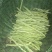 西北高原露天旱地种植优质白芸豆