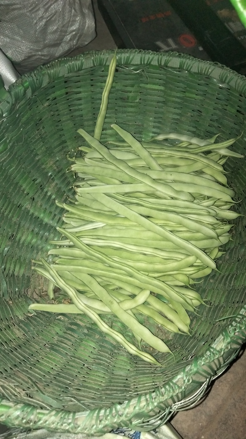 西北高原露天旱地种植优质白芸豆