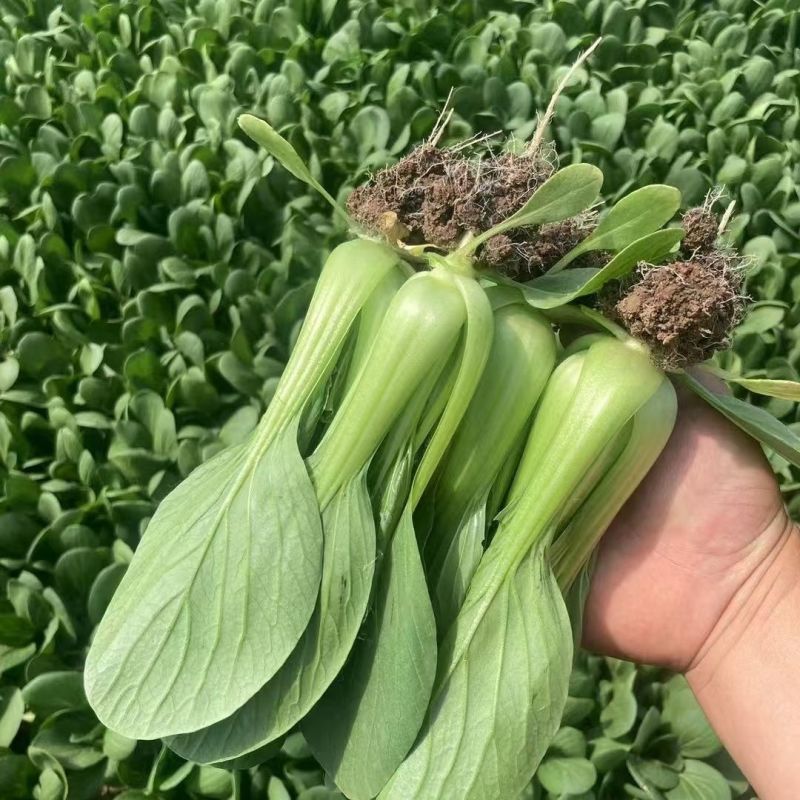 华尔兹美丽青梗菜青菜种子高产耐热耐湿油亮上海青种子原