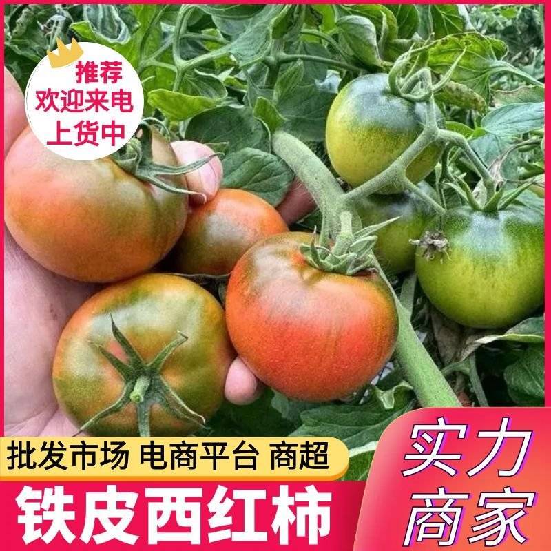 《铁皮西红柿&铁皮柿子》碱地柿子/产地现摘现发/全国发货