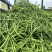 华油100原装正品高产油菜种子菜种新品种油菜籽北方菜籽种