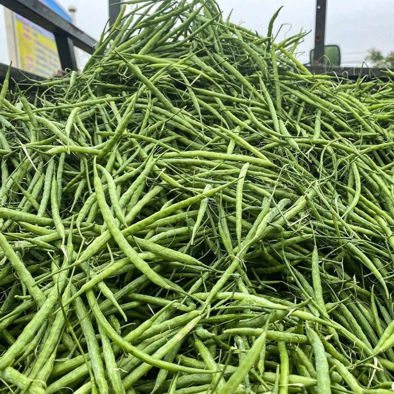 华油100原装正品高产油菜种子菜种新品种油菜籽北方菜籽种