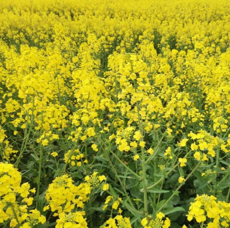 华油100原装正品高产油菜种子菜种新品种油菜籽北方菜籽种