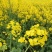 华油100原装正品高产油菜种子菜种新品种油菜籽北方菜籽种