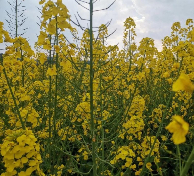 华油100原装正品高产油菜种子菜种新品种油菜籽北方菜籽种