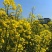 华油100原装正品高产油菜种子菜种新品种油菜籽北方菜籽种