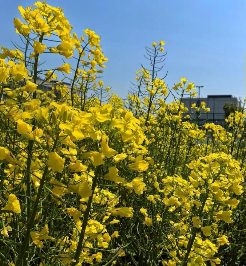 华油100原装正品高产油菜种子菜种新品种油菜籽北方菜籽种
