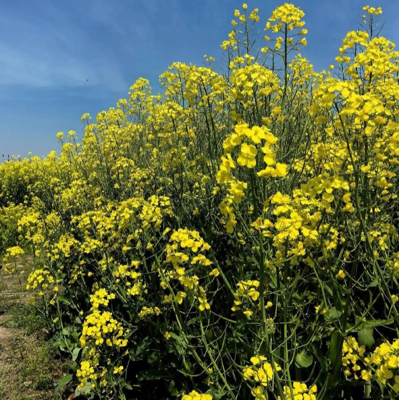 华油100原装正品高产油菜种子菜种新品种油菜籽北方菜籽种