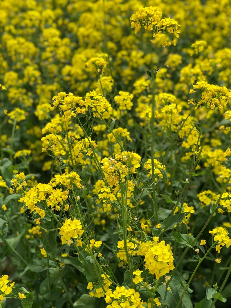华油100原装正品高产油菜种子菜种新品种油菜籽北方菜籽种