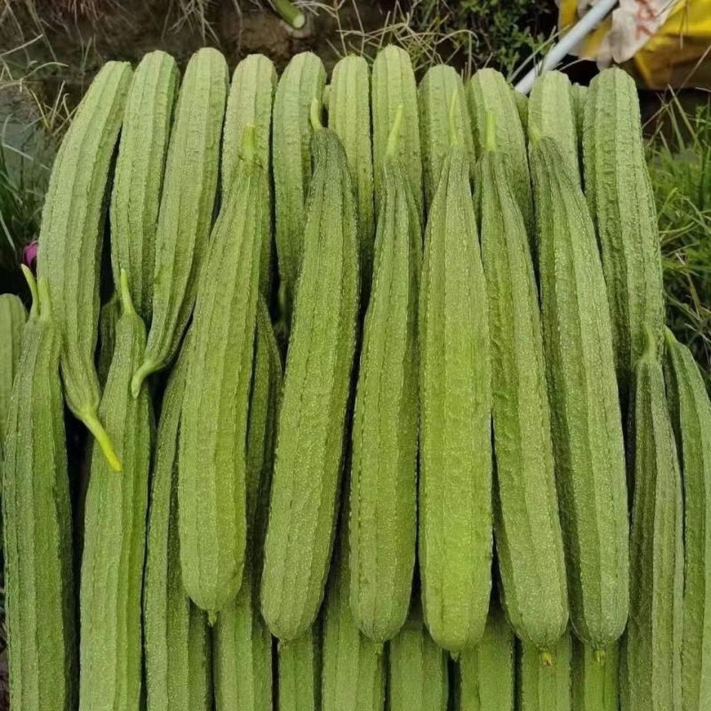 海优8号棱角丝瓜种子杂交抗病耐湿花点丝瓜种子瓜皮翠绿
