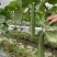 英朗花点大肉丝瓜种子早熟高产抗病耐热头尾匀称肉厚纤维少