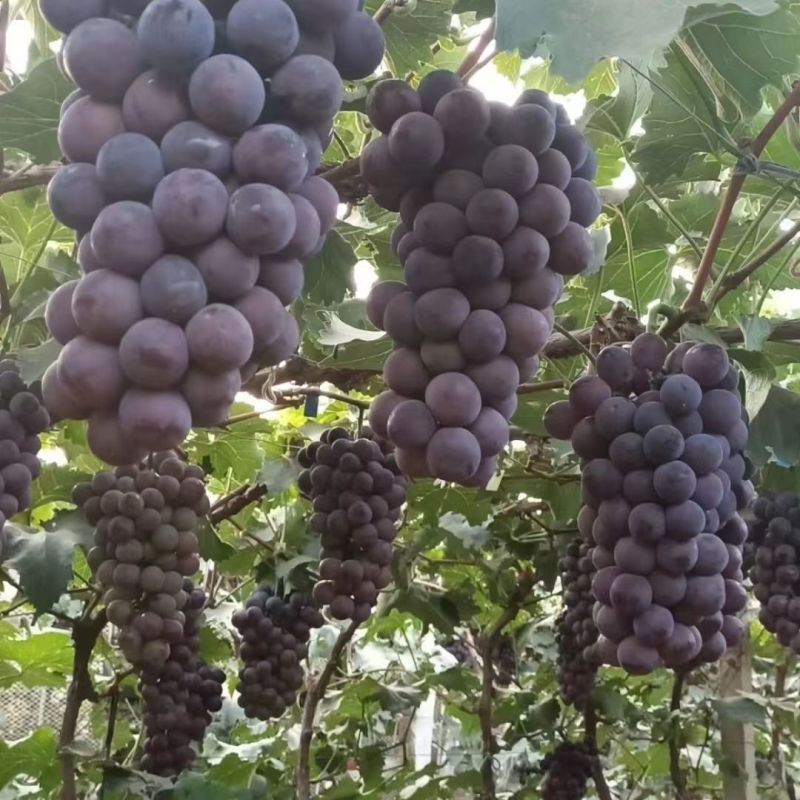 自家果园精品辽峰葡萄量大从优欢迎选购