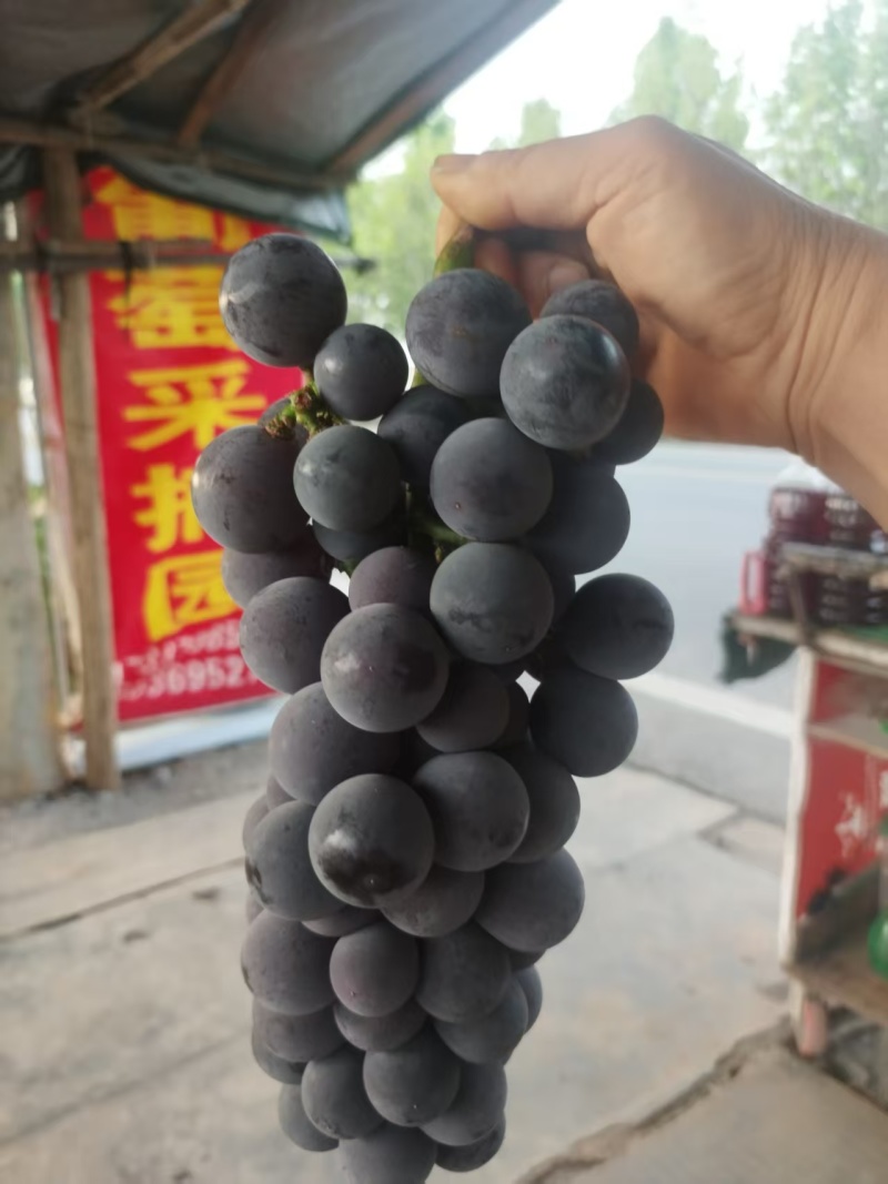 自家果园精品辽峰葡萄量大从优欢迎选购