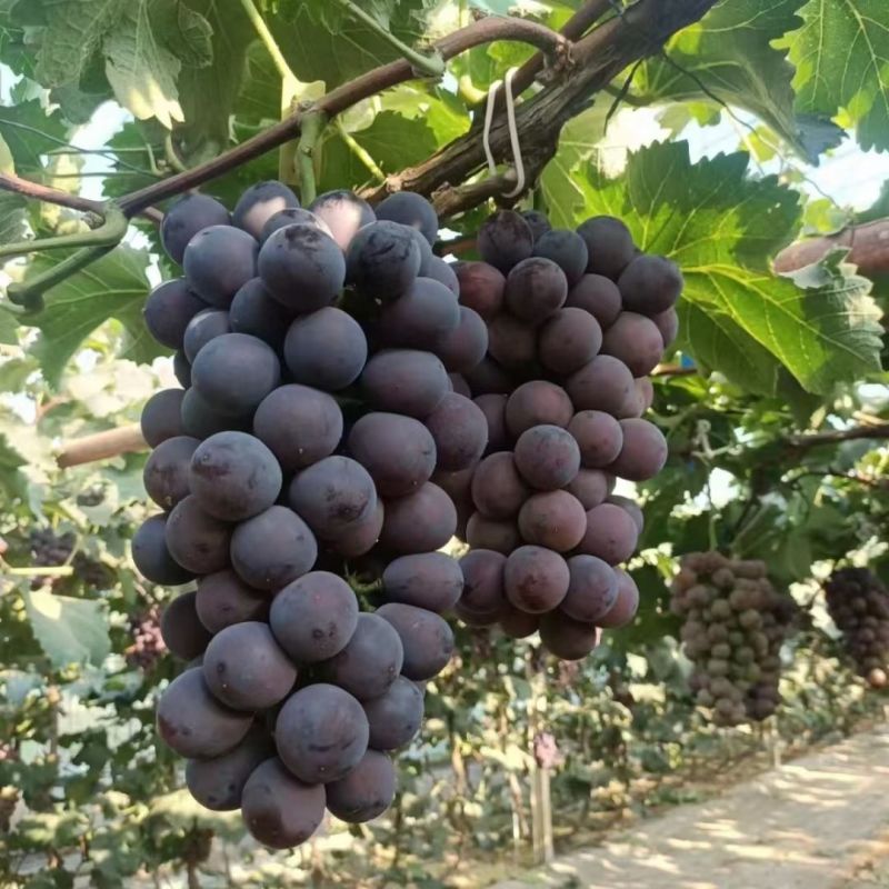 自家果园精品辽峰葡萄量大从优欢迎选购