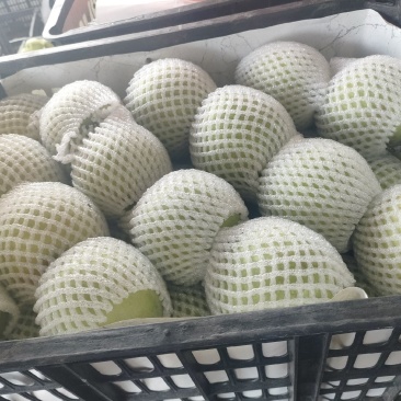 精品青皮皇冠
