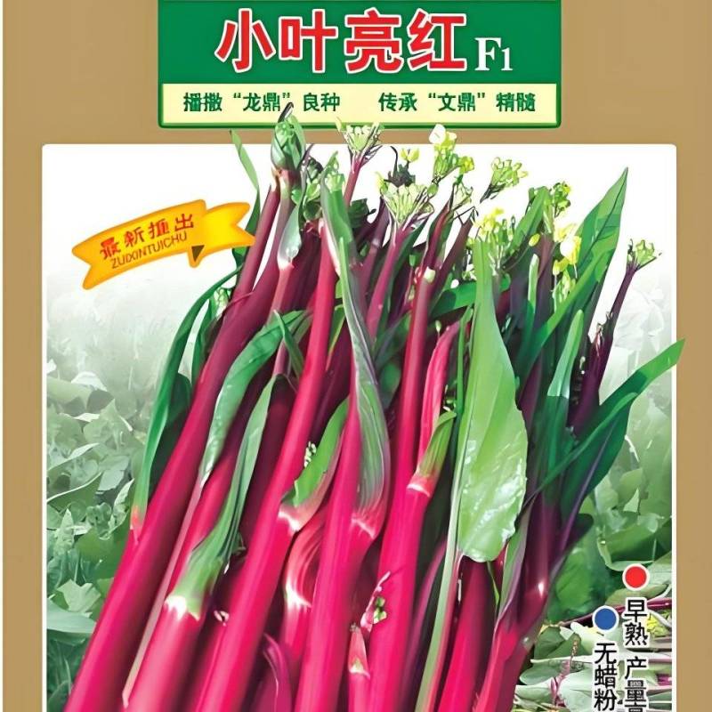 红菜苔种子小叶亮红早熟红菜苔杂交一代品种味甜品质优