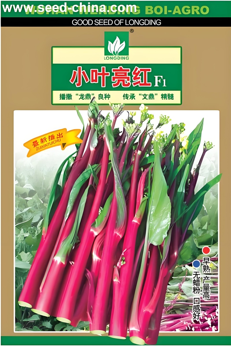 红菜苔种子小叶亮红早熟红菜苔杂交一代品种味甜品质优