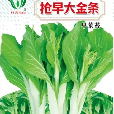 菜苔种子抢早大金条早熟45天白菜苔色白苔粗发苔力强