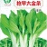 菜苔种子抢早大金条早熟45天白菜苔色白苔粗发苔力强