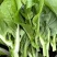 菜苔种子抢早大金条早熟45天白菜苔色白苔粗发苔力强