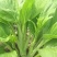 菜苔种子抢早大金条早熟45天白菜苔色白苔粗发苔力强
