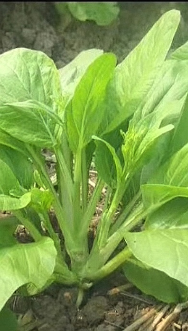 菜苔种子抢早大金条早熟45天白菜苔色白苔粗发苔力强