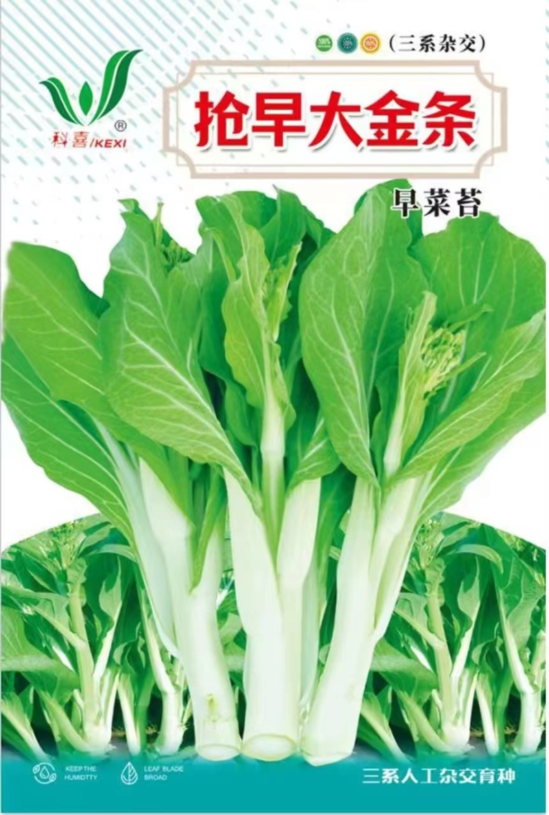 菜苔种子抢早大金条早熟45天白菜苔色白苔粗发苔力强