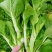 菜苔种子抢早大金条早熟45天白菜苔色白苔粗发苔力强