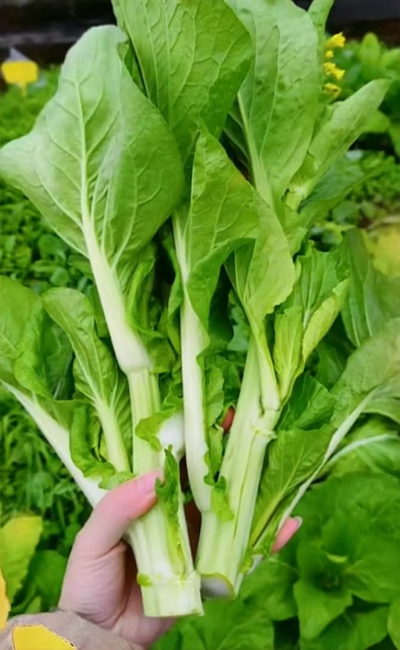 菜苔种子抢早大金条早熟45天白菜苔色白苔粗发苔力强