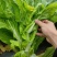 菜苔种子抢早大金条早熟45天白菜苔色白苔粗发苔力强