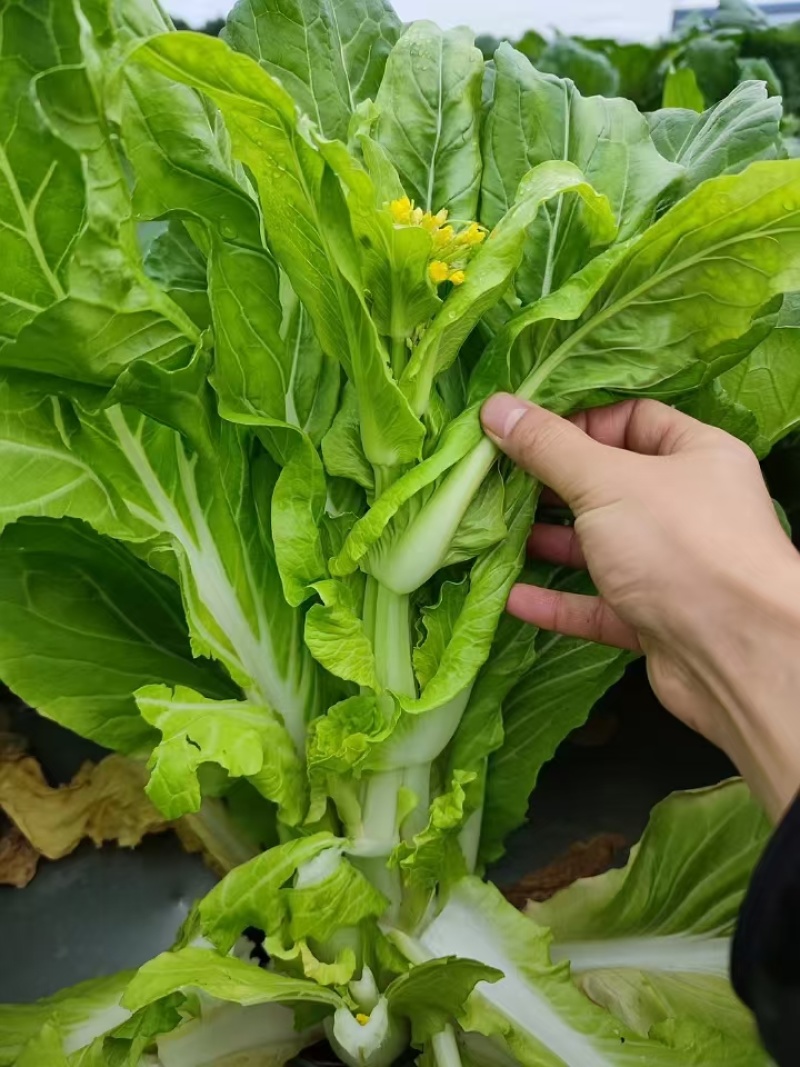 菜苔种子抢早大金条早熟45天白菜苔色白苔粗发苔力强