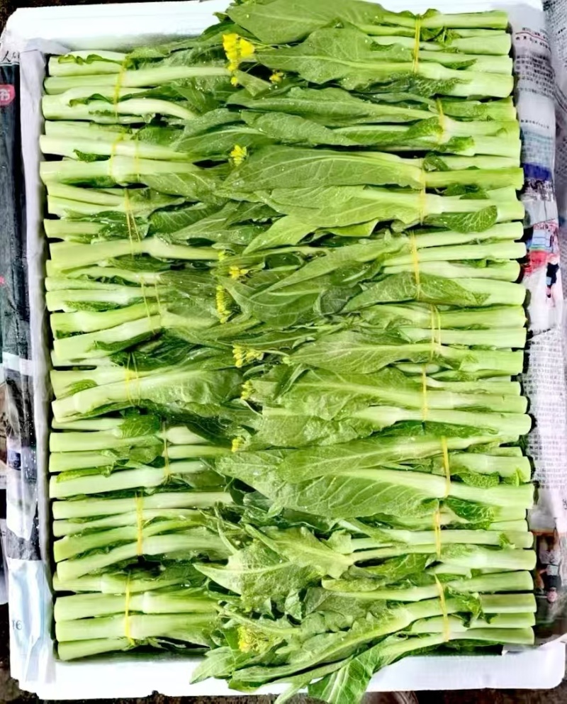 菜苔种子抢早大金条早熟45天白菜苔色白苔粗发苔力强