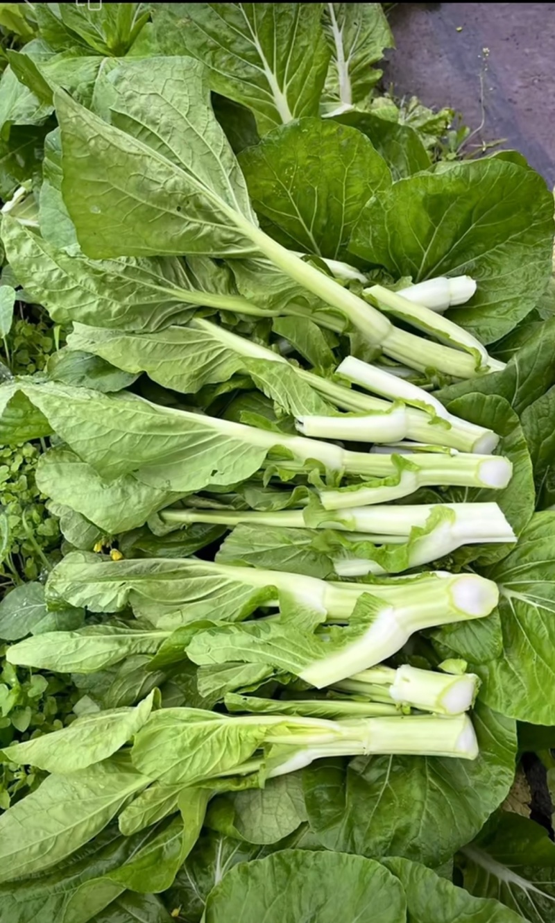 菜苔种子抢早大金条早熟45天白菜苔色白苔粗发苔力强
