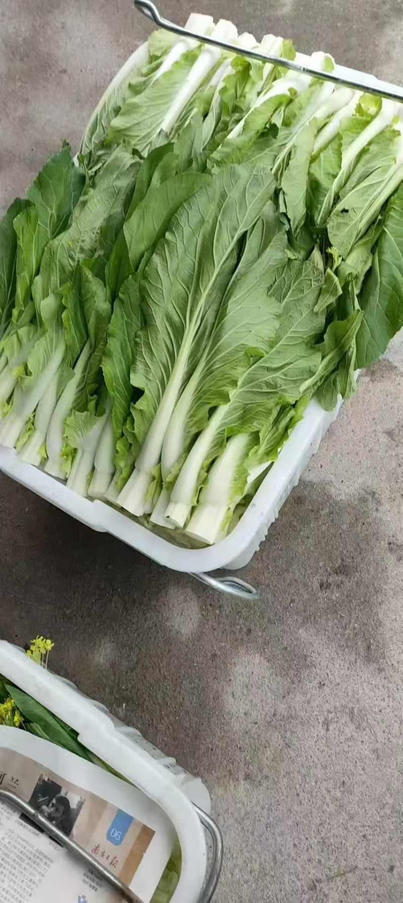 菜苔种子抢早大金条早熟45天白菜苔色白苔粗发苔力强