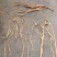 纯野生牛大力